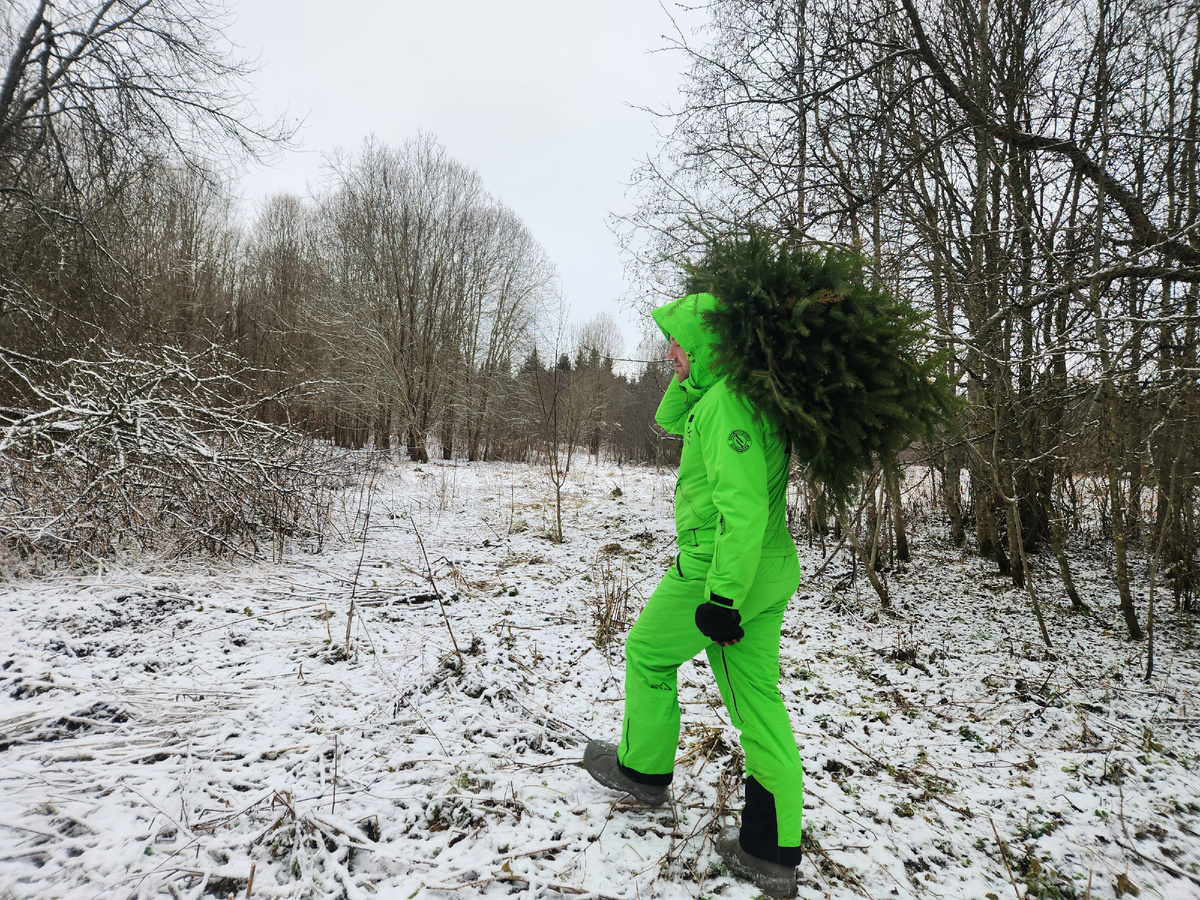 Прогулки за лапником