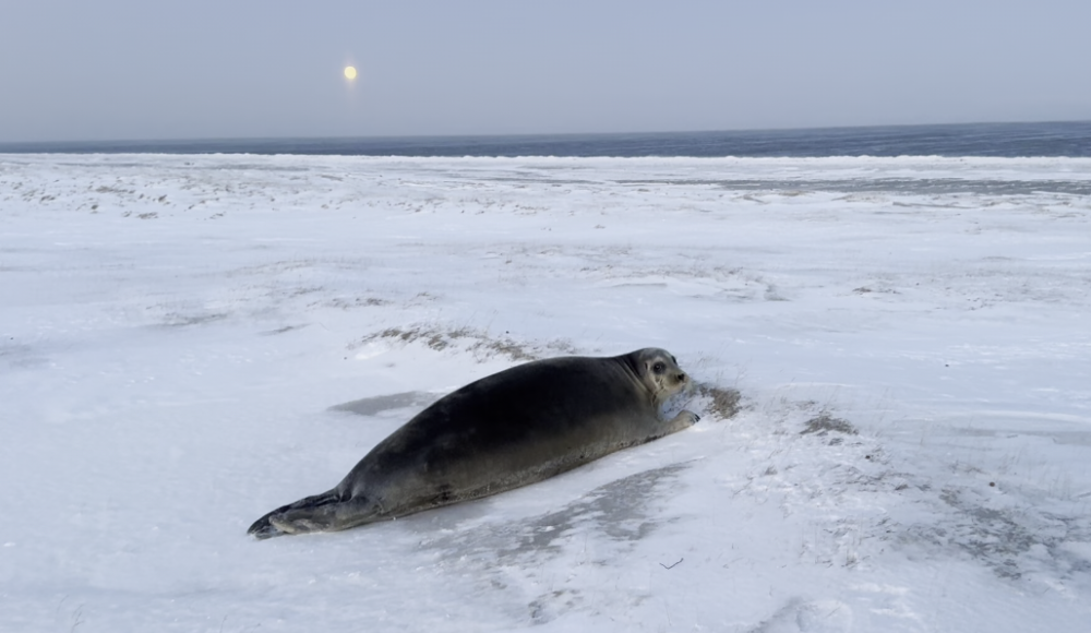    Фото: департамент природы ЯНАО