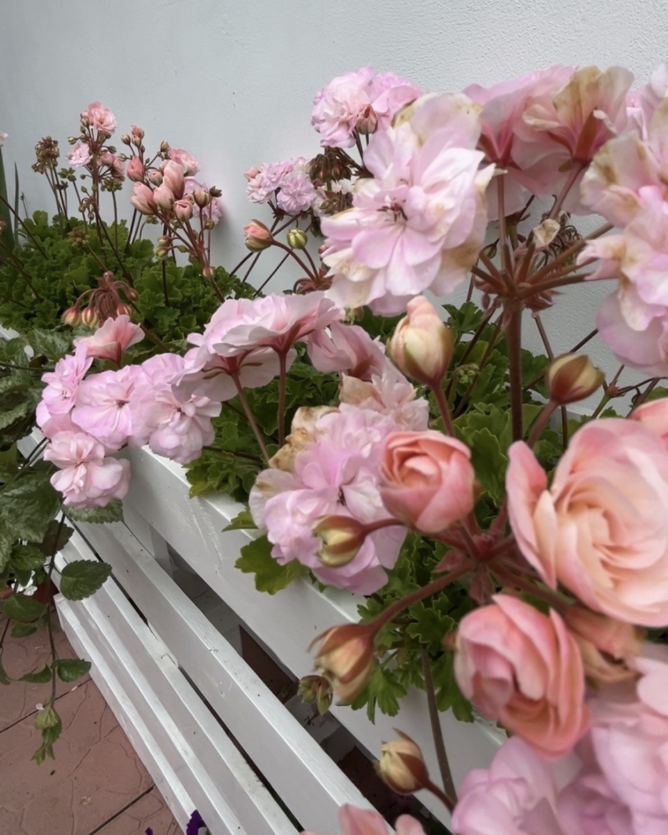 Пеларгония Леона Галактика. Описание. Фото сорта. Листайте карусель ⭢