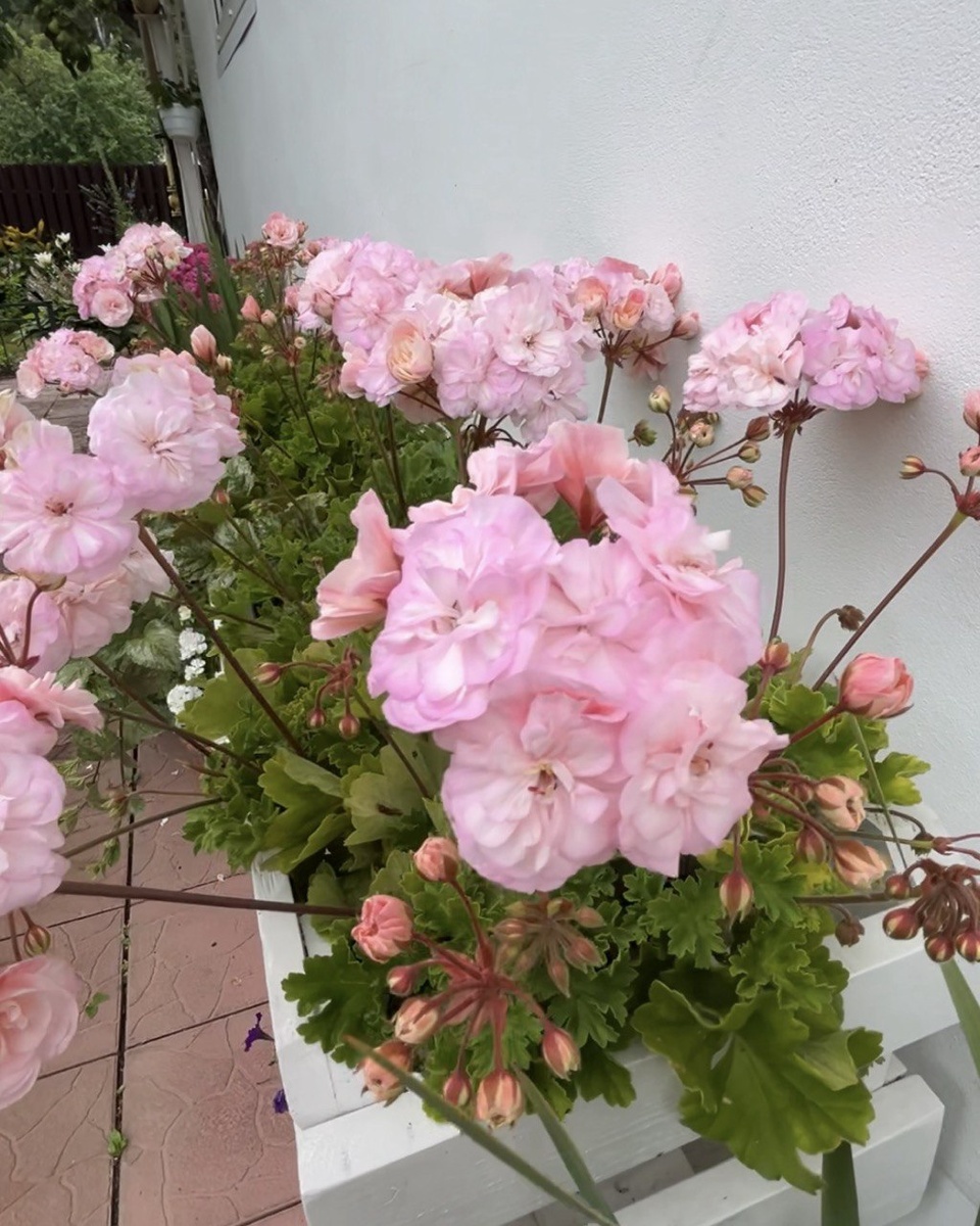 Пеларгония Леона Галактика. Фото сорта. Описание 