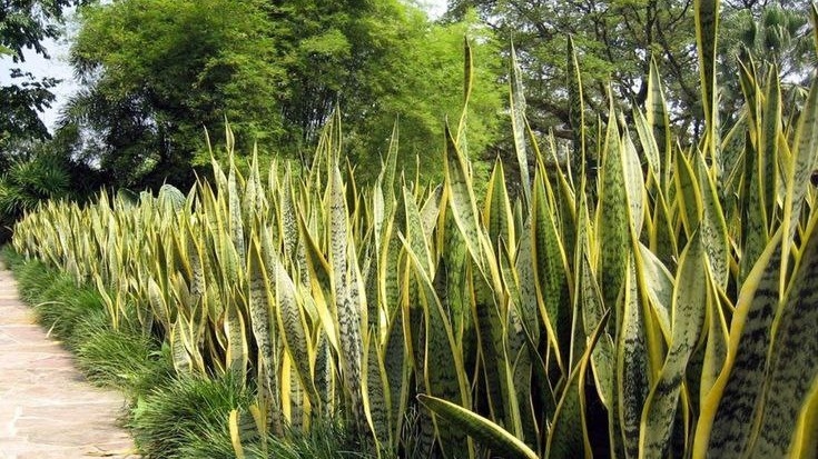 Сансевьера в природе. Фото с pinterest.com