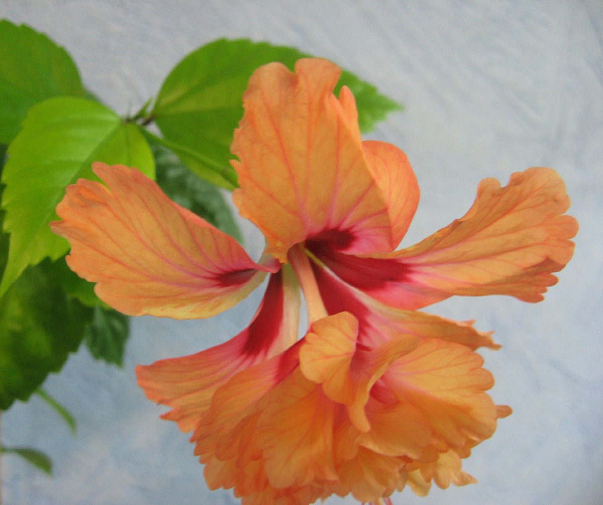 Гибискус Эль Капитолио Текила Санрайз - моё фото