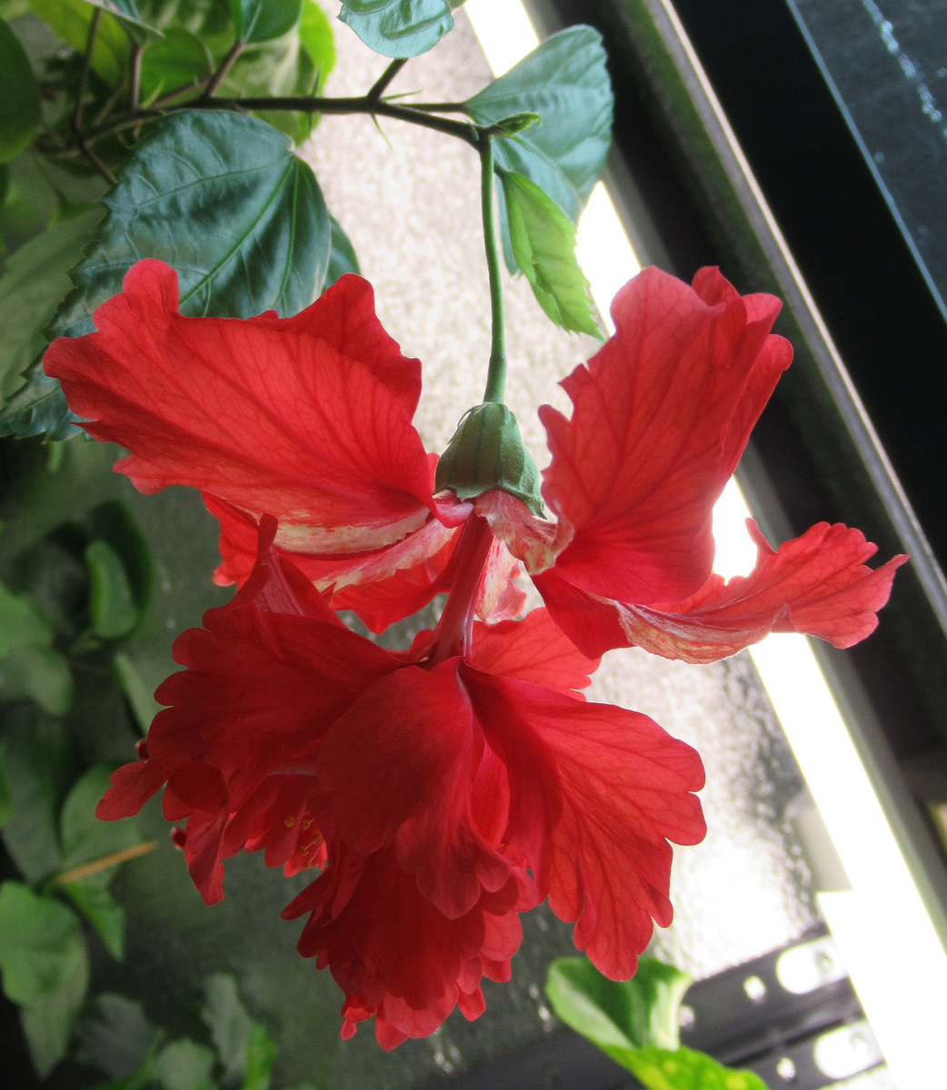 Гибискус "Эль Капитолио Блади Мэри" или "Кровавая Мэри" - моё фото