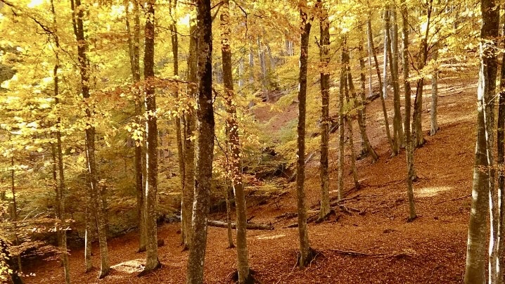 Крымский буковый лес осенью