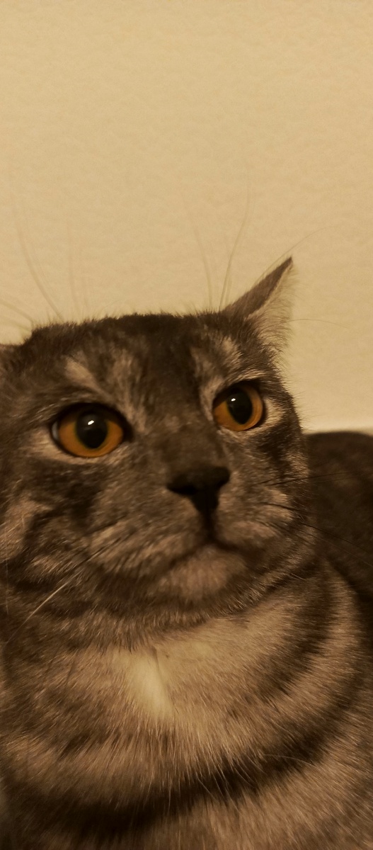 Милий Фелька.