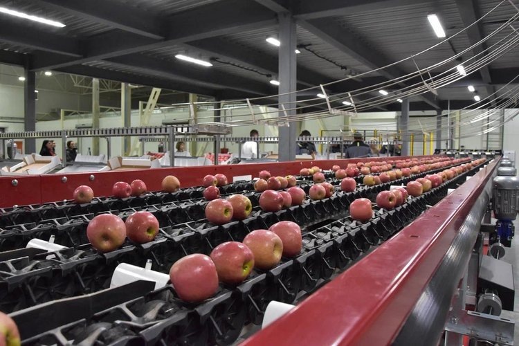    Фруктохранилище с мощностью 10,5 тысячи тонн открылось на Кубани в Славянской районе