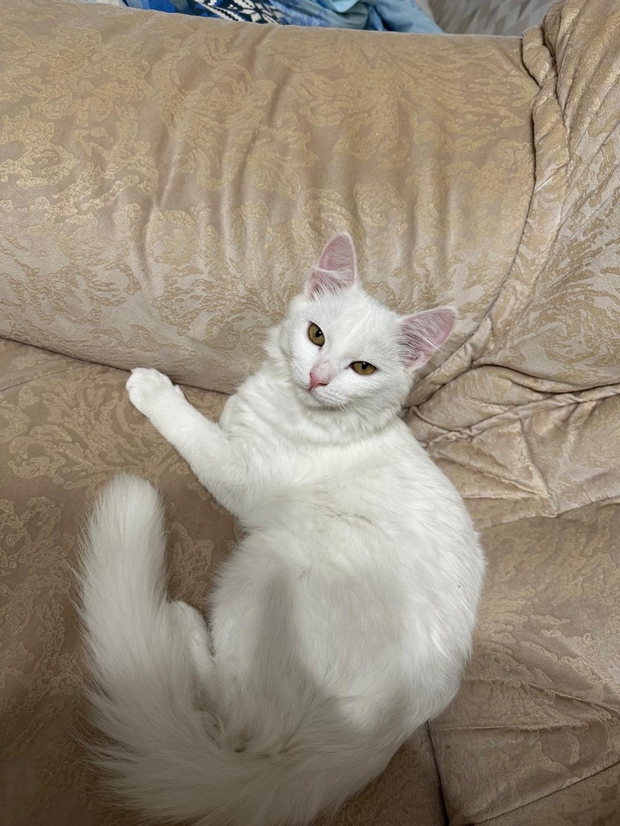 Дика нежится на диване 