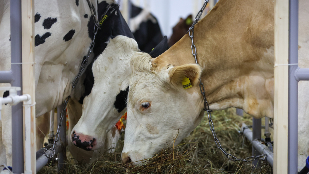    Фото: Belkin Alexey/news.ru/Globallookpress