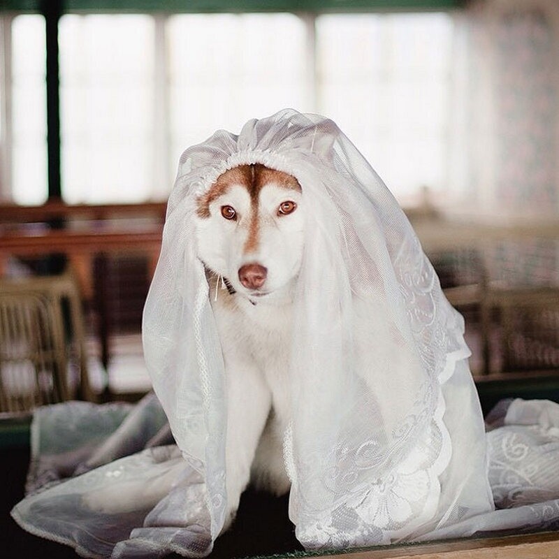    12 до невозможности очаровательных снимков хаски в одежде