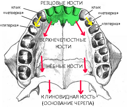 Вектор компрессии при закрытии промежутков от удалённых преморяров.