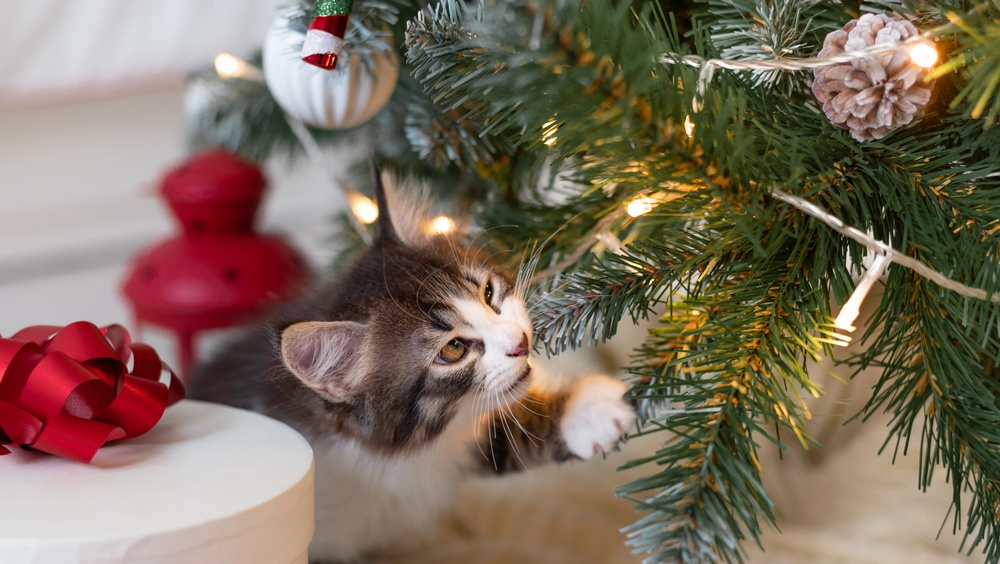 Источник: pinterest 