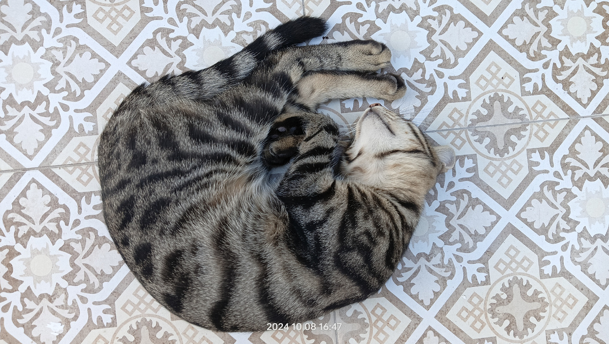 живописный турецкий котик)