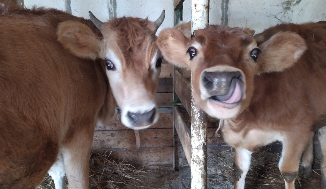 Снежка и Марта