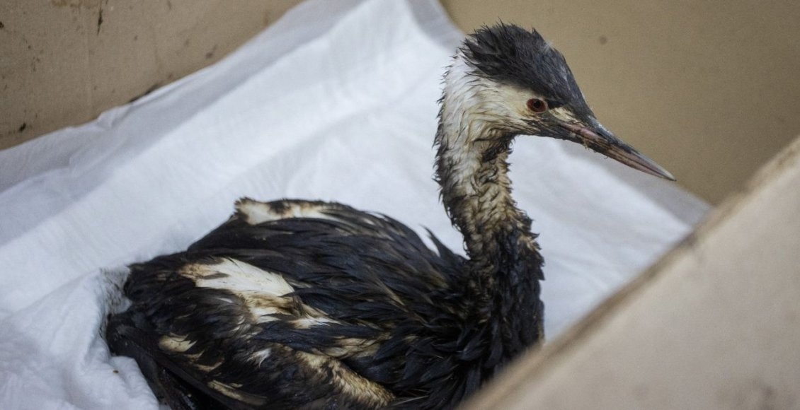    Фото: администрация города-курорта Анапы