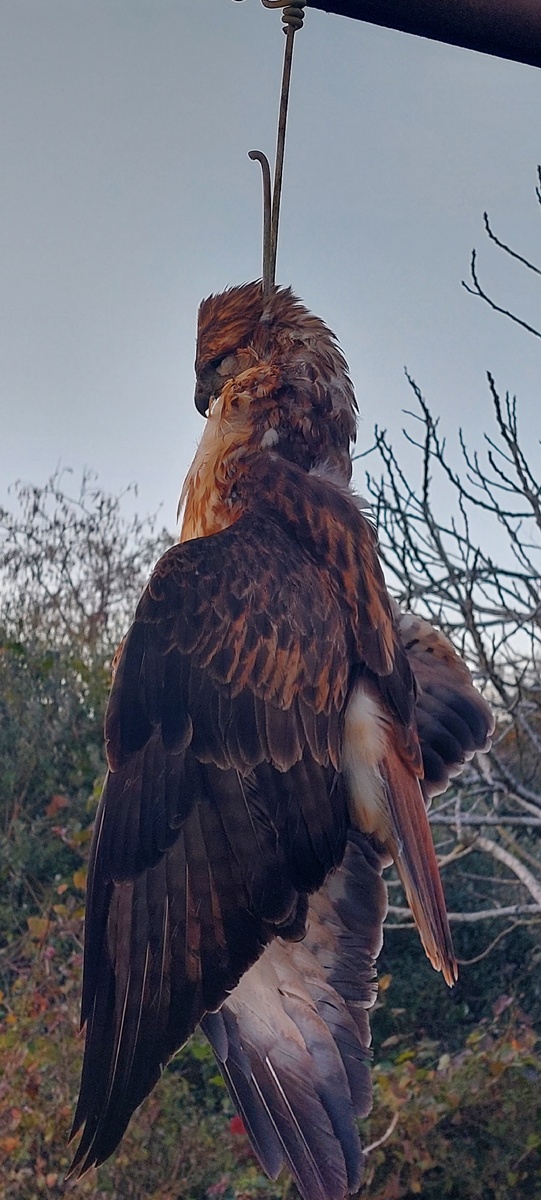 Птичку жалко