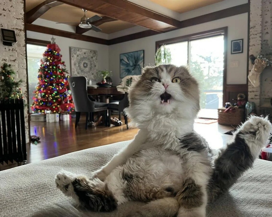 Яндекс картинки