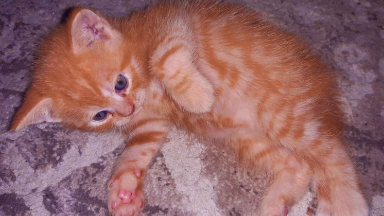 Наш малыш Персик