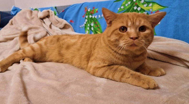 Персик вырос и стал Гошей...