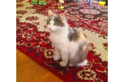 Кошка по имени Кошка, которую моя подруга подобрала на помойке