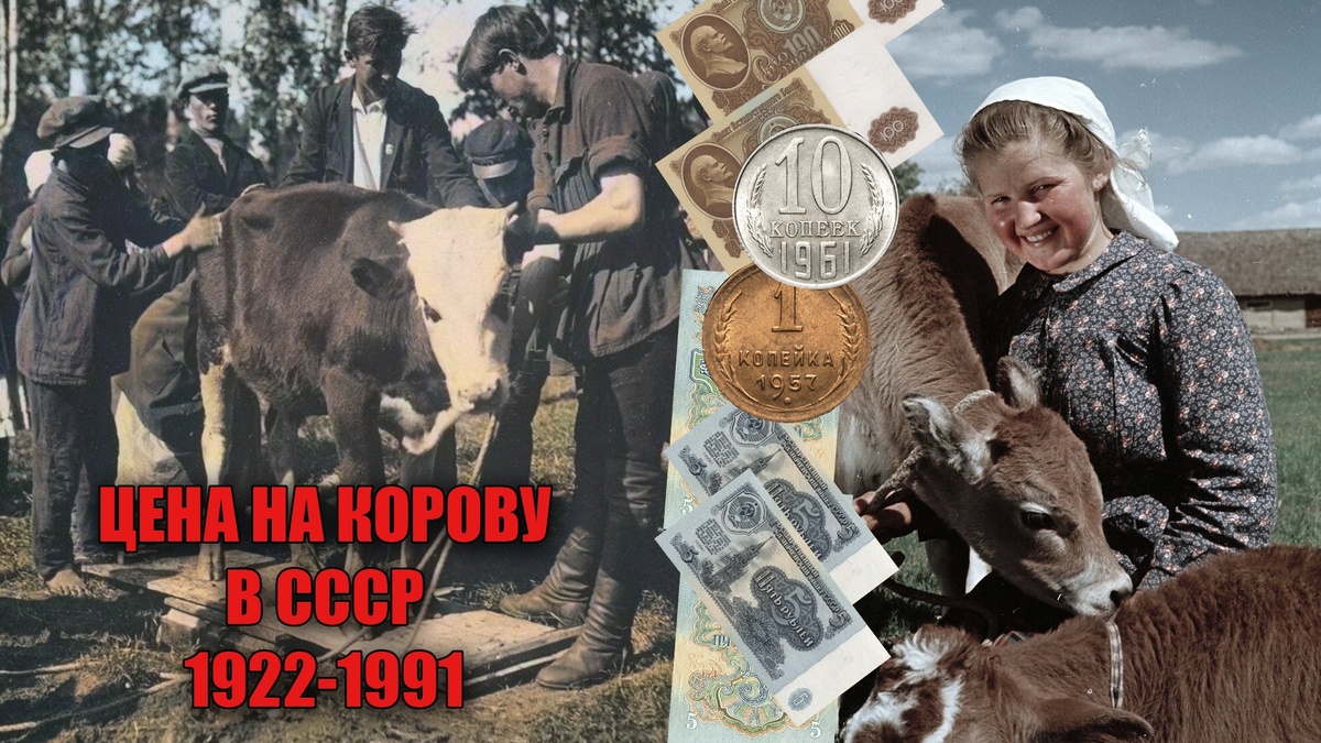 На фото слева взвешивание молодняка крупного рогатого скота в колхозе Улейма 1931 года, а справа работница животноводства и наши деньги