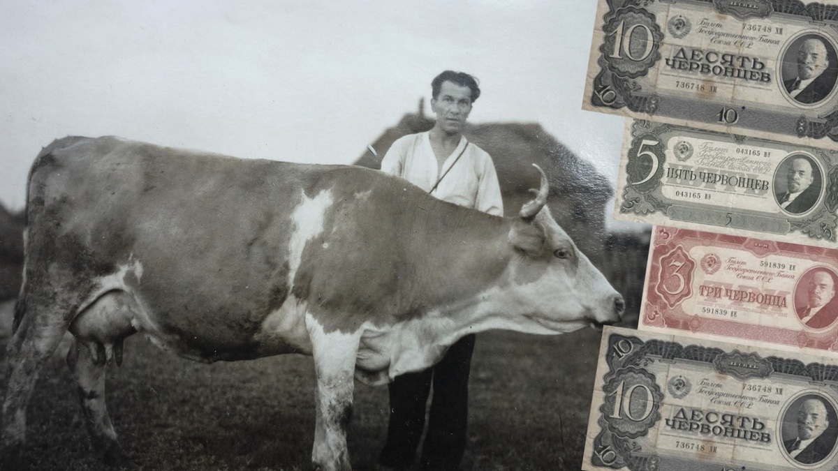 Корова и сельский житель в 1948 году, удой 20 литров в сутки