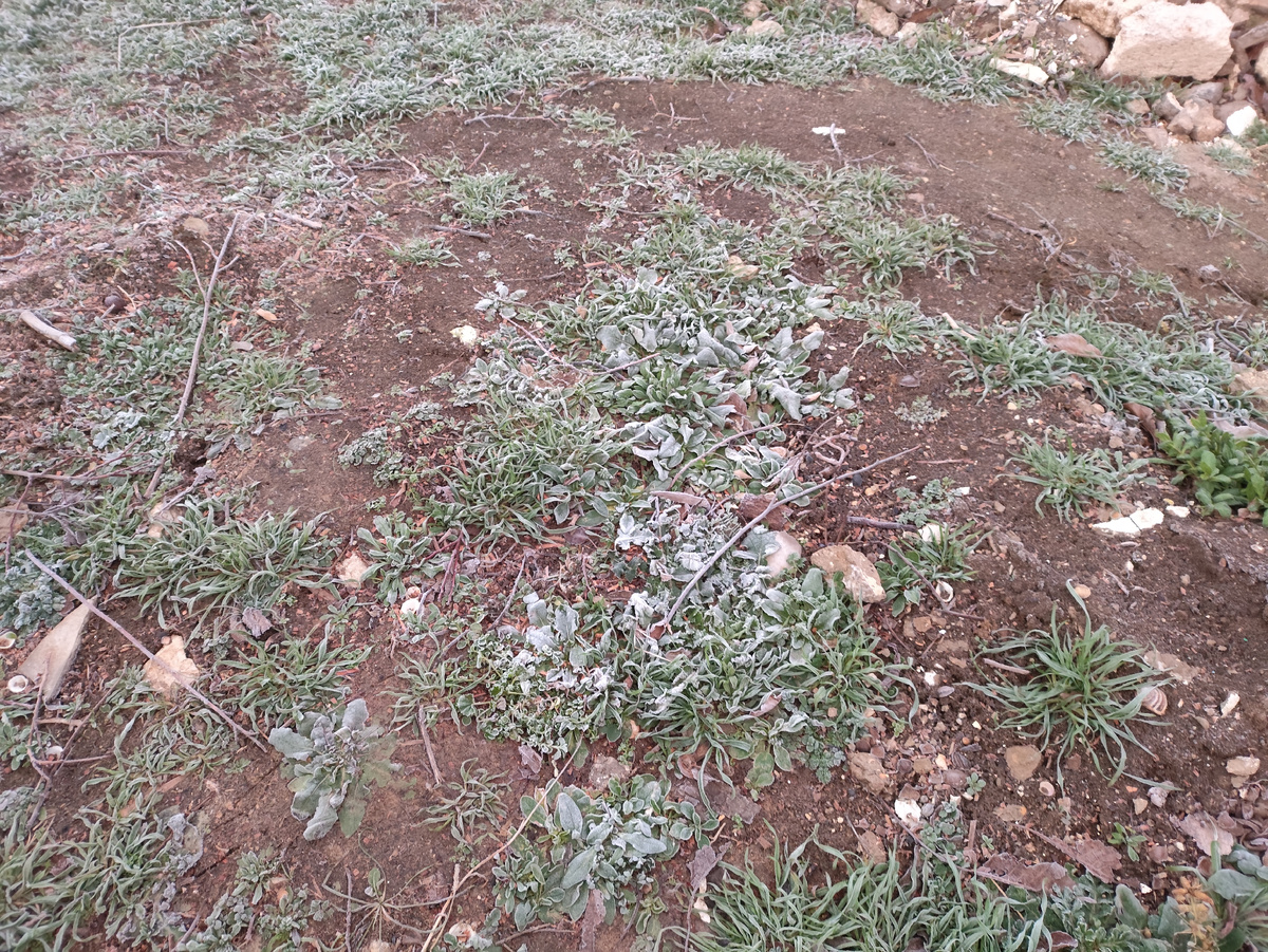 Все белое и хрустит под ногами