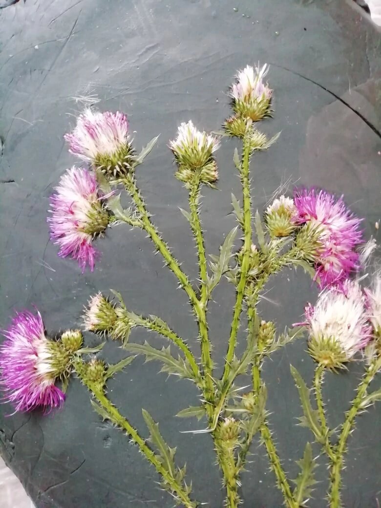 Панно в технике ботанический барельеф @nellielisova 