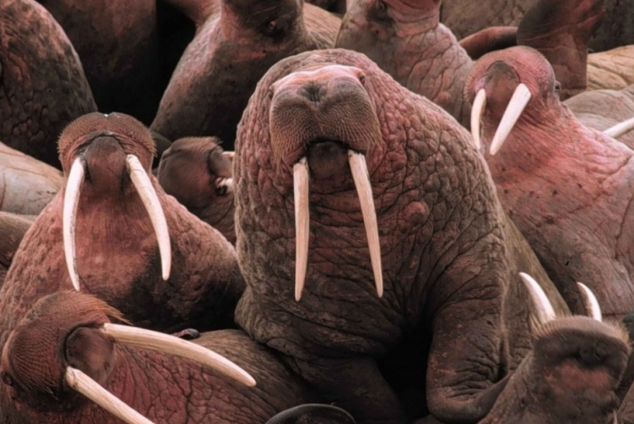 У моржей только на снимках несокрушимое здоровье. На самом деле, они очень хрупкие, как и весь морской мир / Фото: pxhere.com