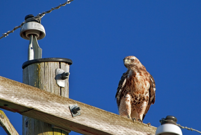 Сокол на всякий случай решил держаться от этого человека подальше / Фото: pxhere.com
