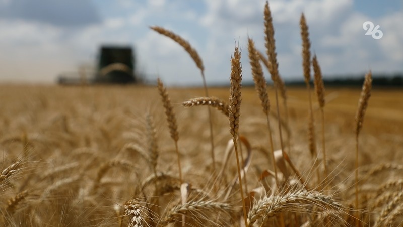    Сельское хозяйство традиционно одна из главных экономических отраслей для Ставрополья Фото: ИА «Победа26»