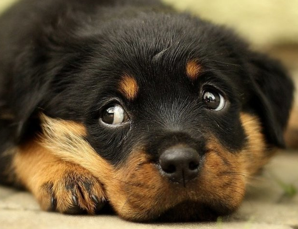 Источник: https://rzn.mk.ru/social/2020/11/28/kinologi-kak-podruzhit-shhenka-i-vzrosluyu-sobaku.html 