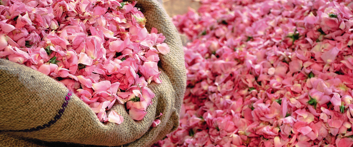 Майская Роза, Rose de Mai (или Rose Centifolia) фото с официального сайта Fragonard