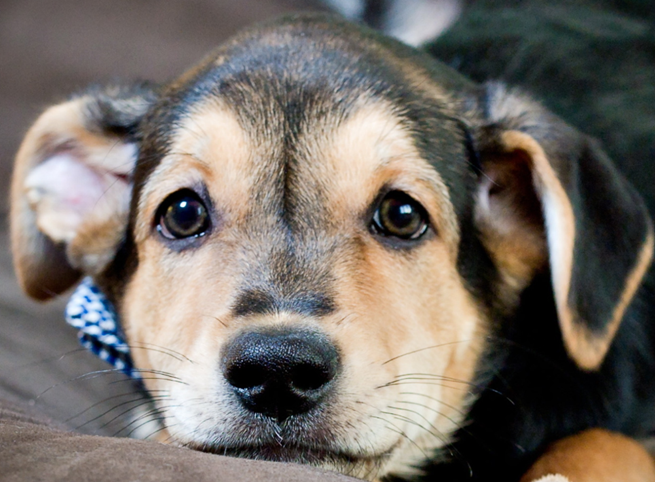 Источник: https://www.goodfon.ru/dog/wallpaper-download-1920x1408-sobaka-vzglyad-drug-7348.html 