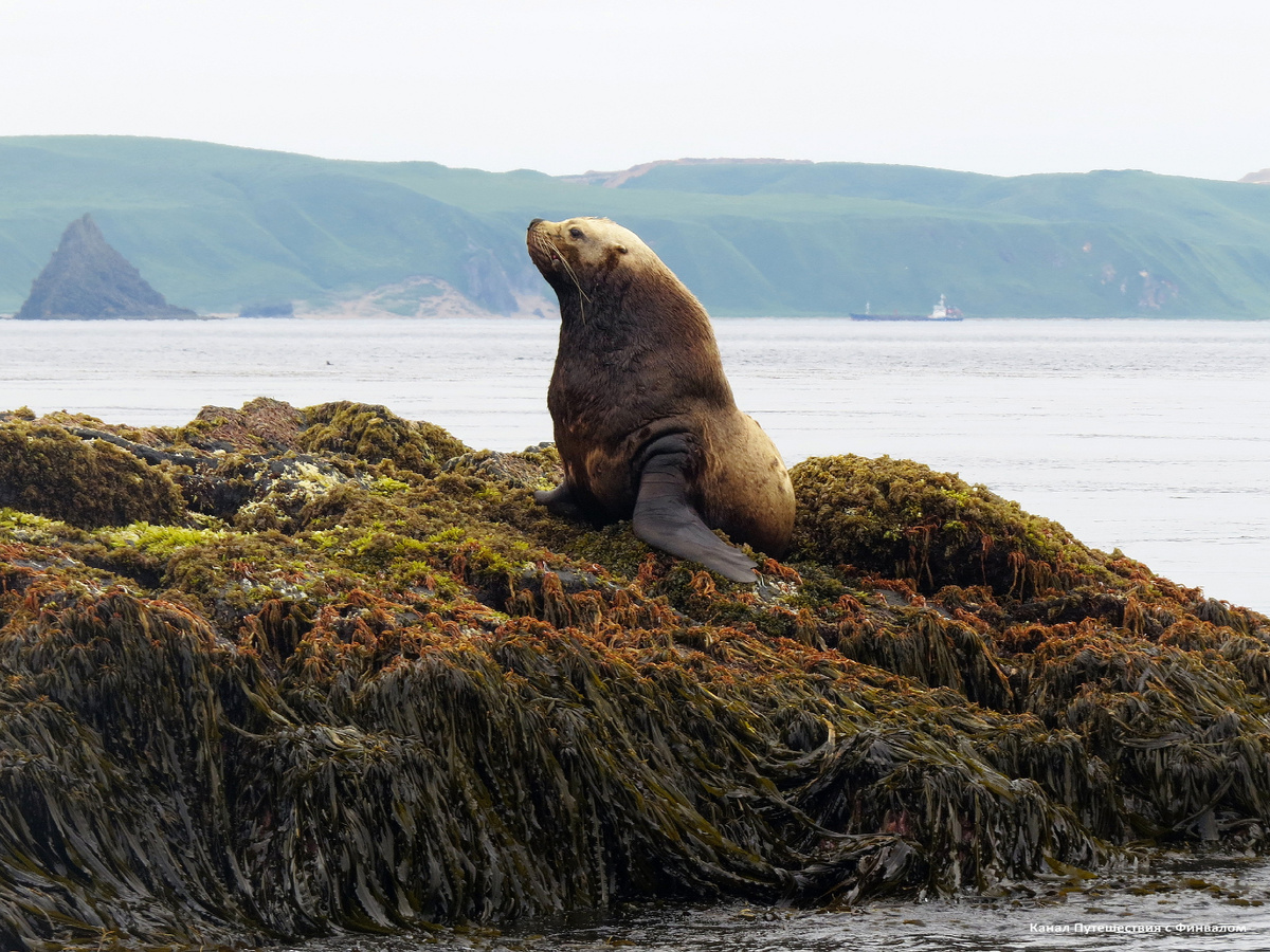 Сивуч-секач.
