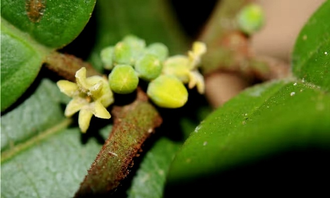 Keita deniseae была собрана в лесу Бойбойба в Гвинее.