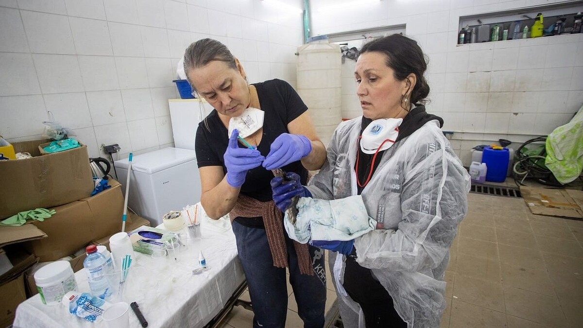    Фото: t.me/opershtab23