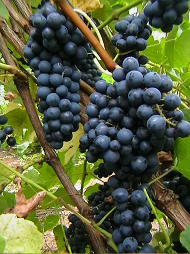 Грозди Boskoop Glory, фото из открытых источников интернета  