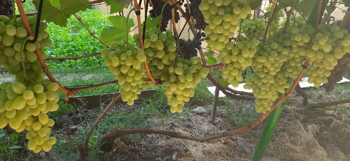 © фото - Александр Балаганов . Грозди Лоры 