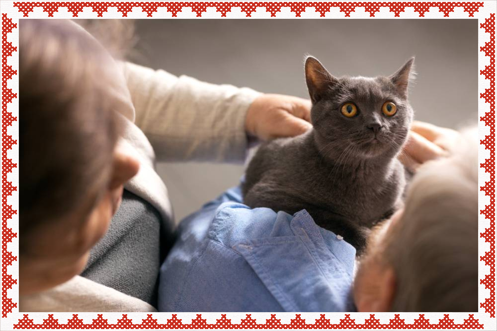 Чем лучше вы понимаете своего кота, тем счастливее ваша жизнь вместе