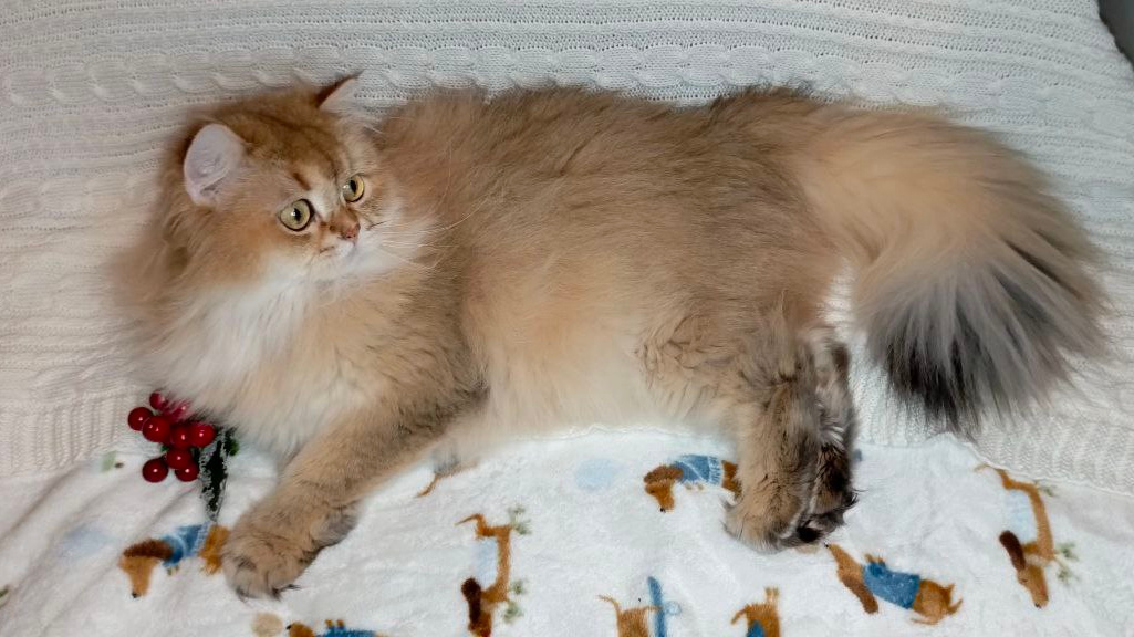 Кот Кося