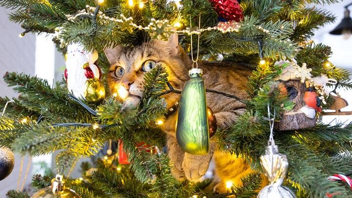  Фото: Shutterstock