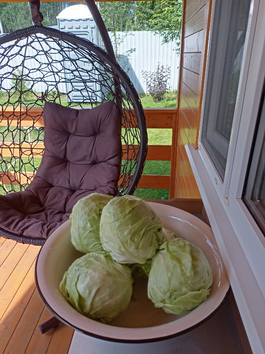 Капуста. Фото из архива авторов. 