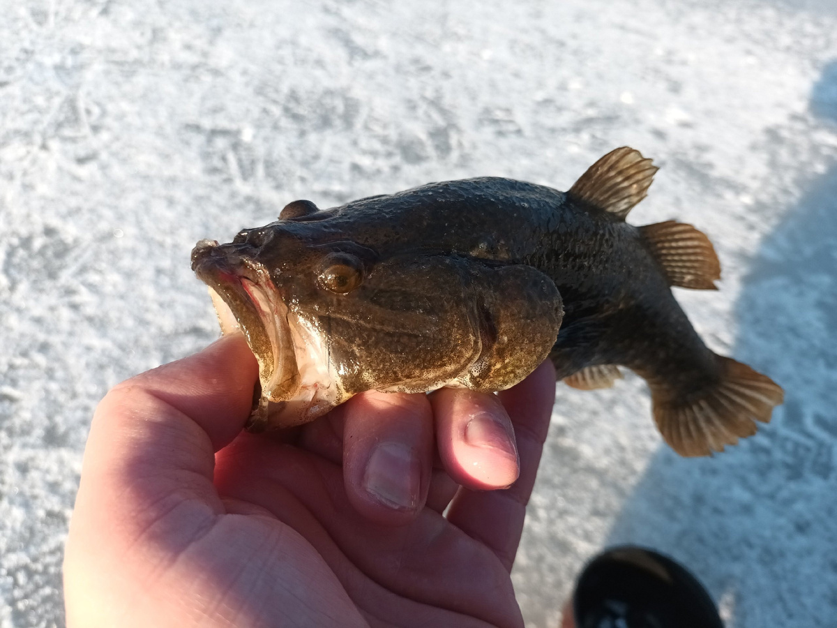 Ротан. ФотоРыбалка в Поволжье. Дзен