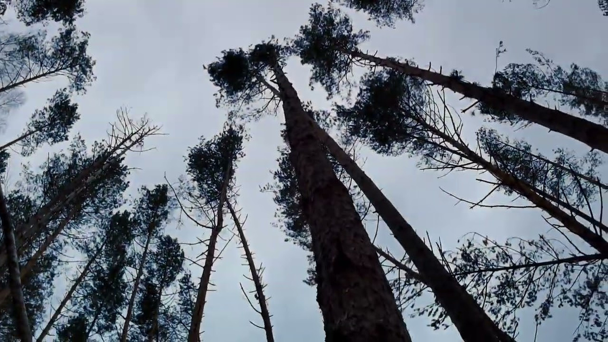Высота дерева и наклон кроны ствола ⚠️