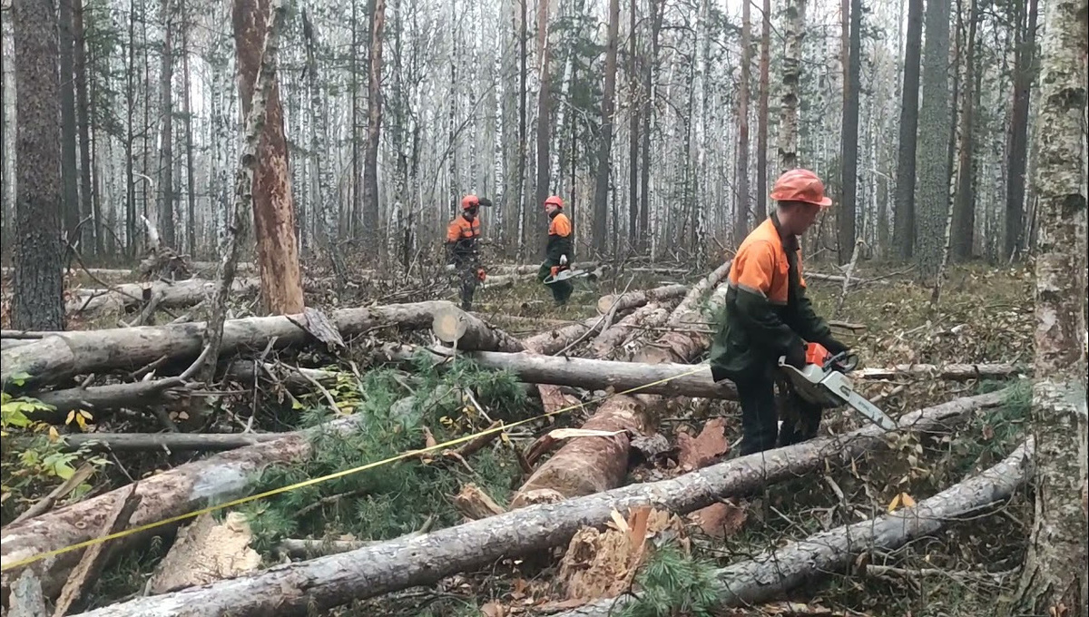 Разработка бурелома от лесоповала 