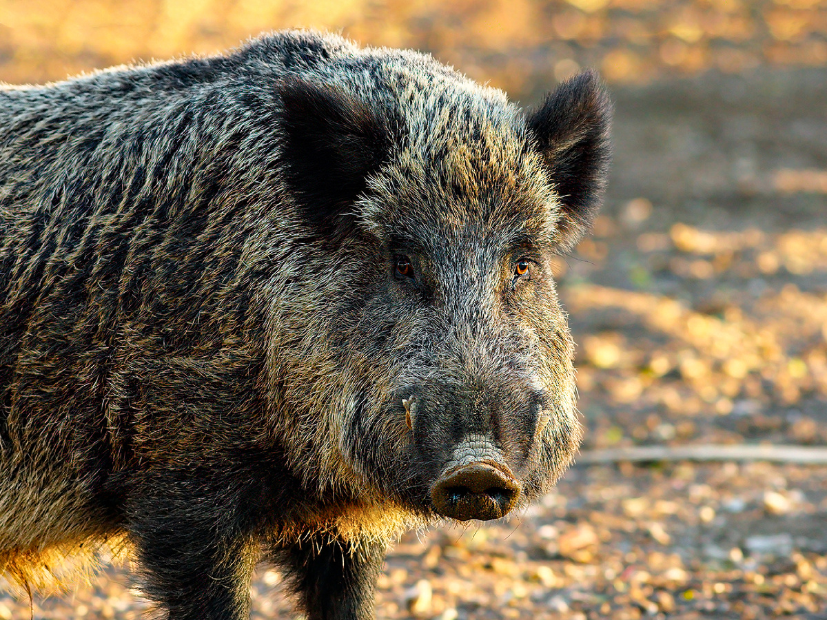 Фотография: Fiete Strube, CC BY-SA 4.0