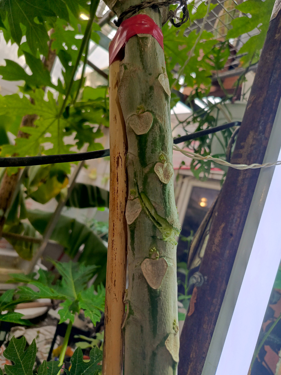 1) Сухой прутик без коры в нескольких местах прикрепил к стволу папайи изолентой клейким слоем наружу.