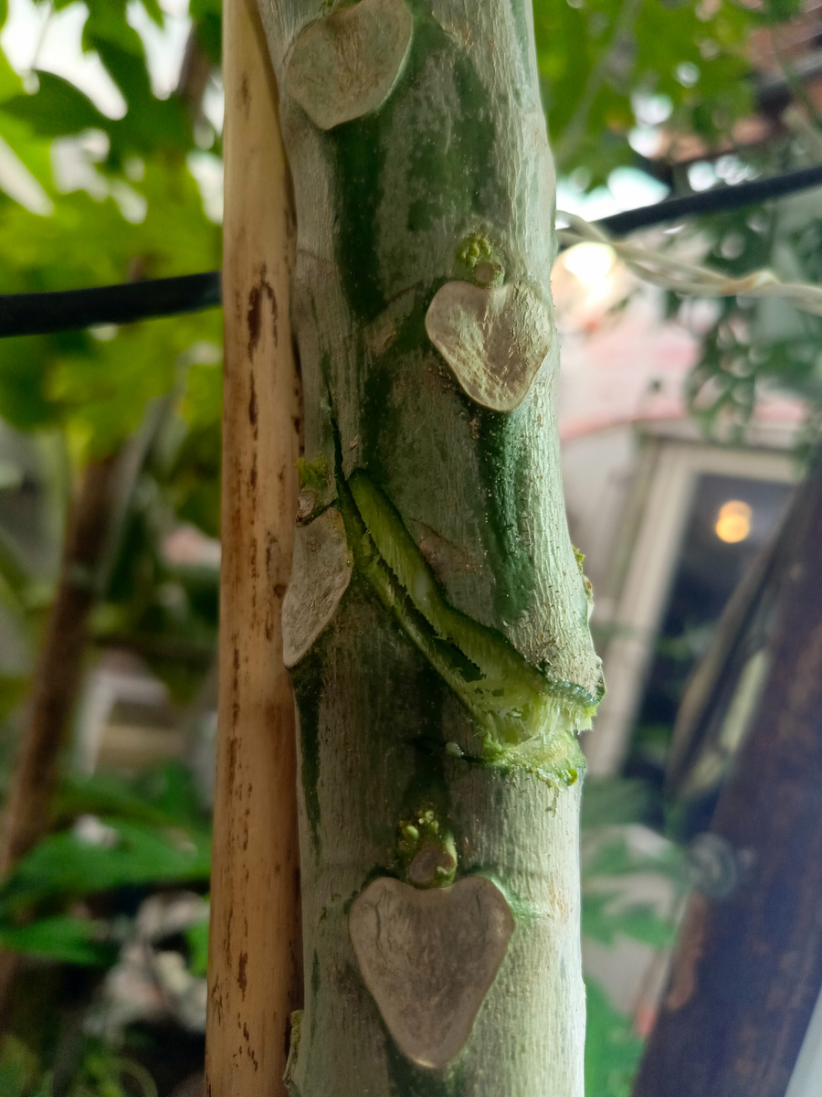 2) Делаем надрез ствола и с верхних краешков надреза удаляем под углом кору папайи.