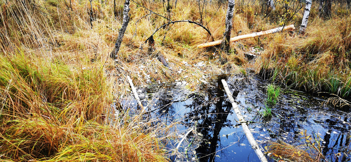 Одно из окон на болоте в месте установки фотоловушки. 