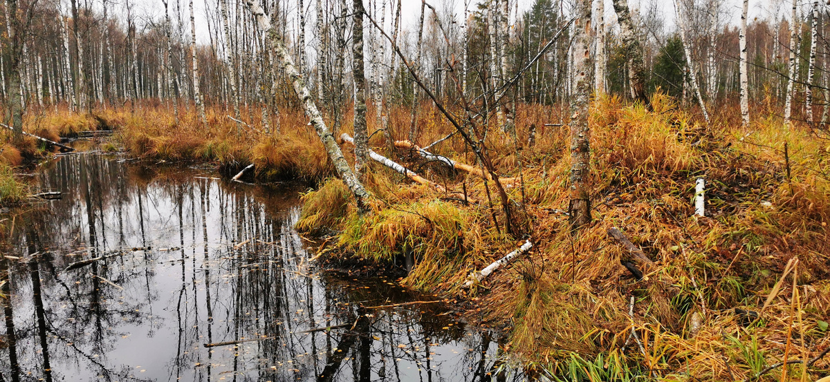 Русло речной речки , вся низина вокруг болото. Фото с бобровой плотины, справ холмик-хатка бобров.